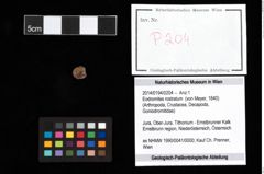 Foto (Objekt + Etikett) von Eodromites rostratum (von Meyer, 1840)  (NHMW-GEO-2014-0194-0204)